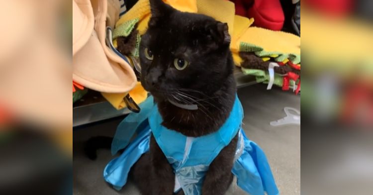 Uno the cat goes shopping for Halloween costumes.