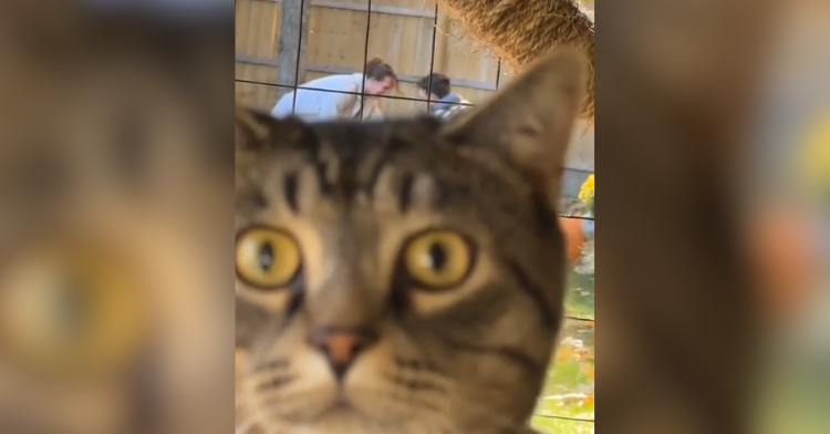 cat interrupting video