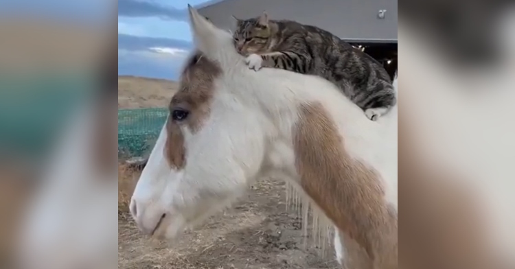 Side view of a white and brown horse with a cat riding on their back. The cat is laying on their stomach and looks comfortable.