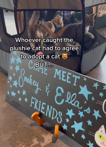 View of cats available for adoption at a wedding with a "cat toss." The cats are all playing around inside their enclosure. A sign in front of them reads "Come meet Smokey & Ella's friends"