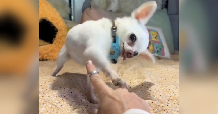 This little Chihuahua knows how to high five!