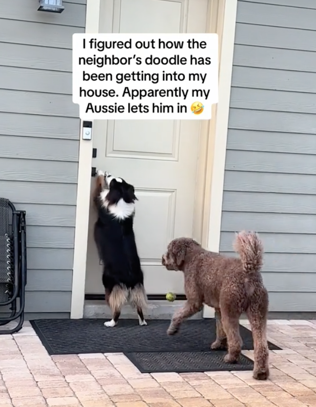 dog sneaks neighbor dog in house