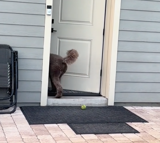 neighbor dog sneaking inside