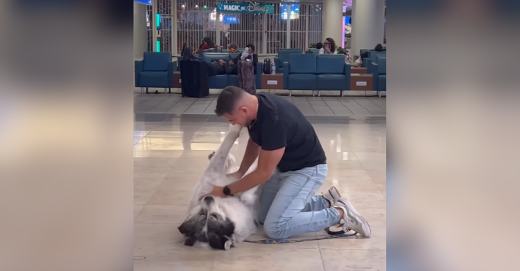 Pet reunion at the airport