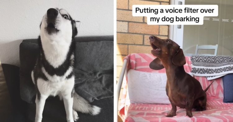 A two-photo collage. The first shows a black and white husky lifting their head as they bark, all while keeping an eye on the person recording them. The second photo shows a dachshund sitting on a seat outside as it lifts their head and barks. Text on the image reads: "Putting a voice filter over my dog barking."