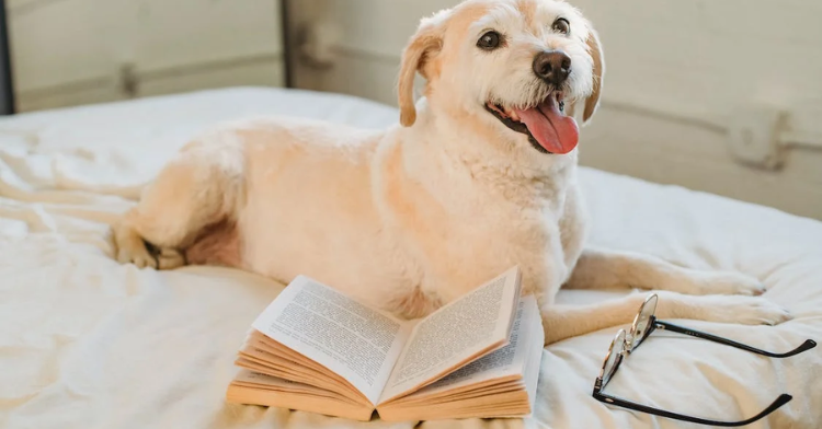 Dog laying with book and glasses