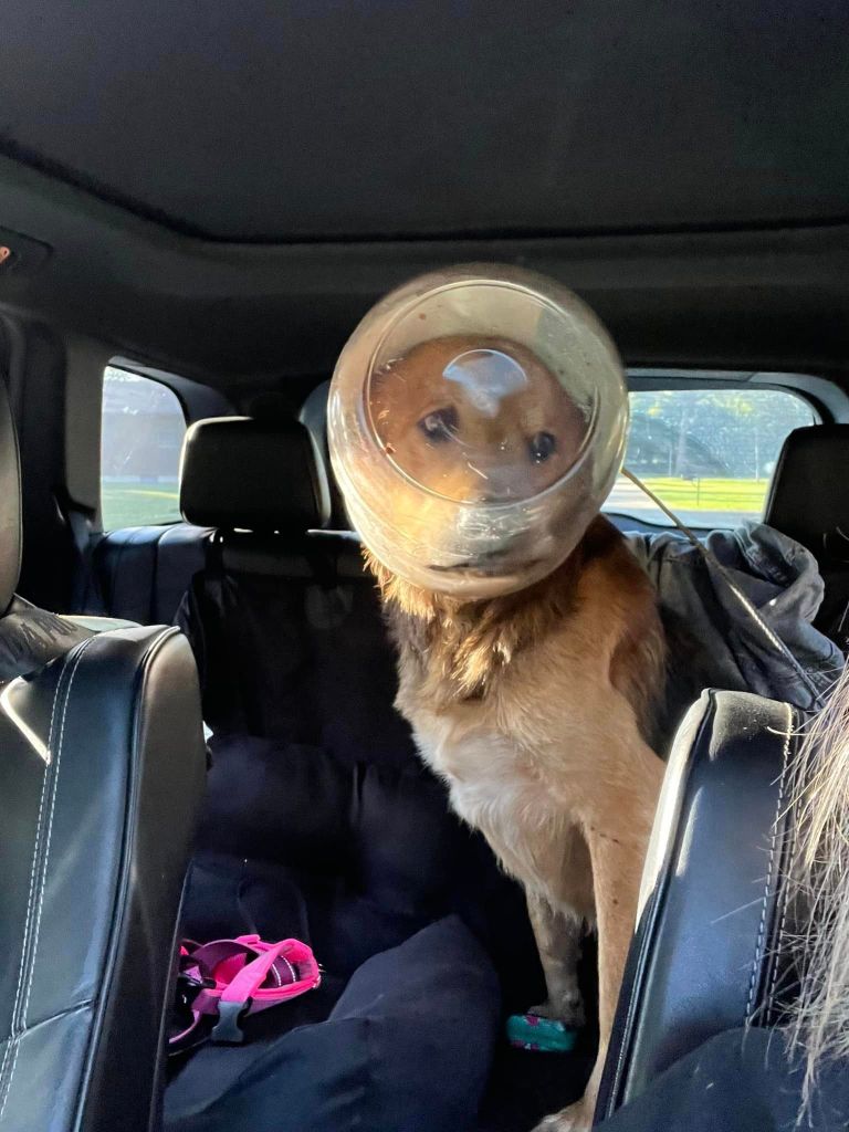 dog cheese ball jar on head