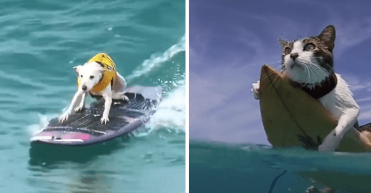 dog on a surfboard, cat on a surfboard