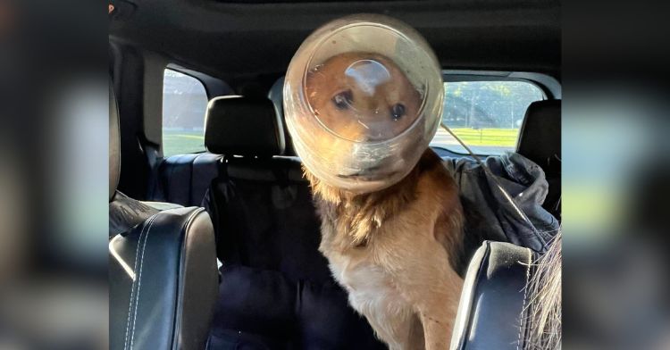 A stray dog got stuck in a cheese ball jar.