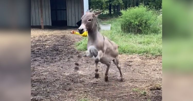 This adorable donkey loves his new toy!