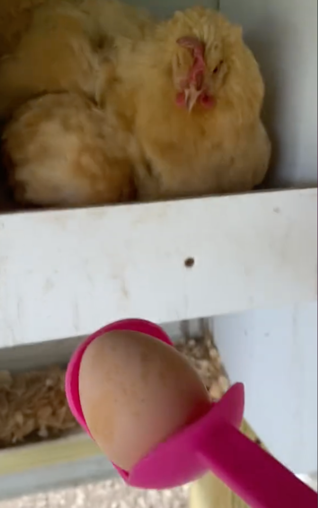 tennis ball launcher scoops chicken egg