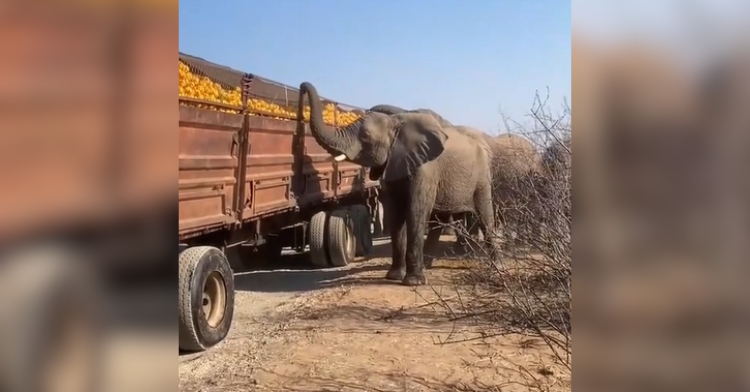 elephant grabbing orange