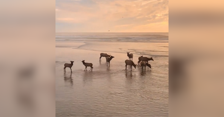 Elk playing in the ocean at the beach in Oregon.