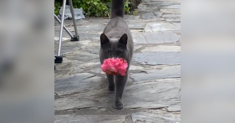 This sweet cat loves flowers!