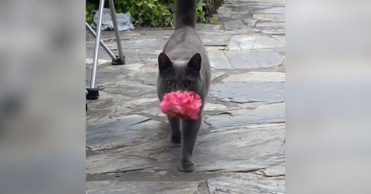 This sweet cat loves flowers!