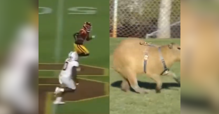 football player and capybara