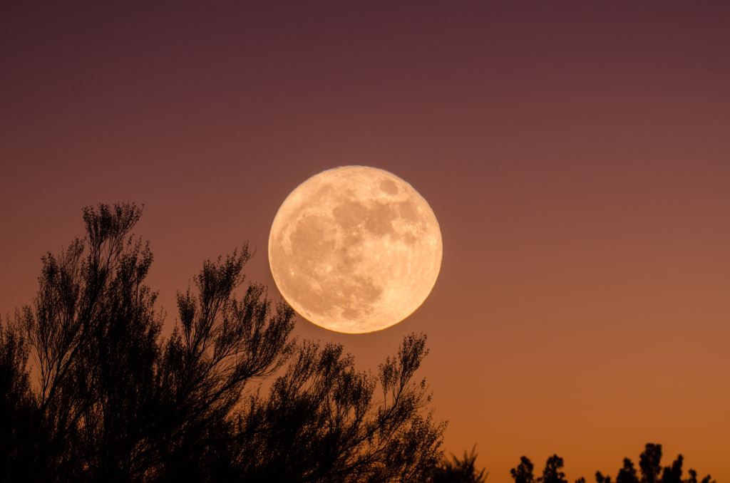 View of the large, orange-tinted Moon in the sky with shadows of tree branches just below it. The sun is setting, giving the sky a beautiful orange/red hue.