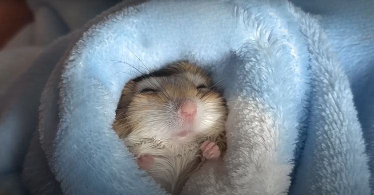 gerbil napping