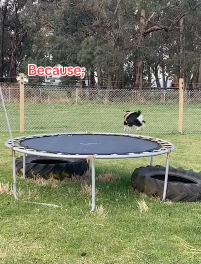 goat on trampoline