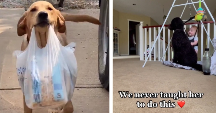 A two-photo collage. The first shows a dog happily carrying a plastic grocery bag full of food in his mouth. The second photo shows a dog sitting next to a baby in a bouncy seat. Text on the image reads: "We never taught her to do this."
