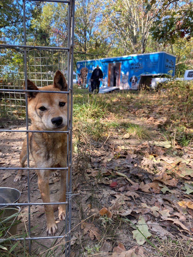 A malnourished Shiba Inu in a cage on the property of a breeder. 