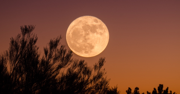 View of the large, orange-tinted Moon in the sky with shadows of tree branches just below it. The sun is setting, giving the sky a beautiful orange/red hue.
