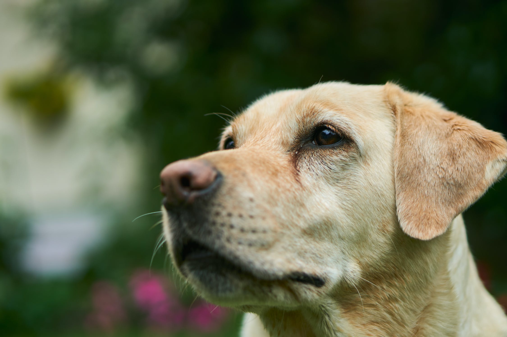 Yellow lab