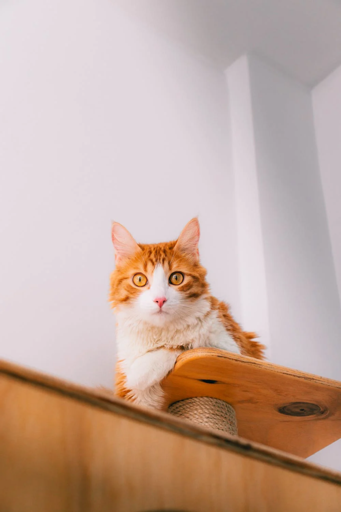 A cat sitting on a cat tree