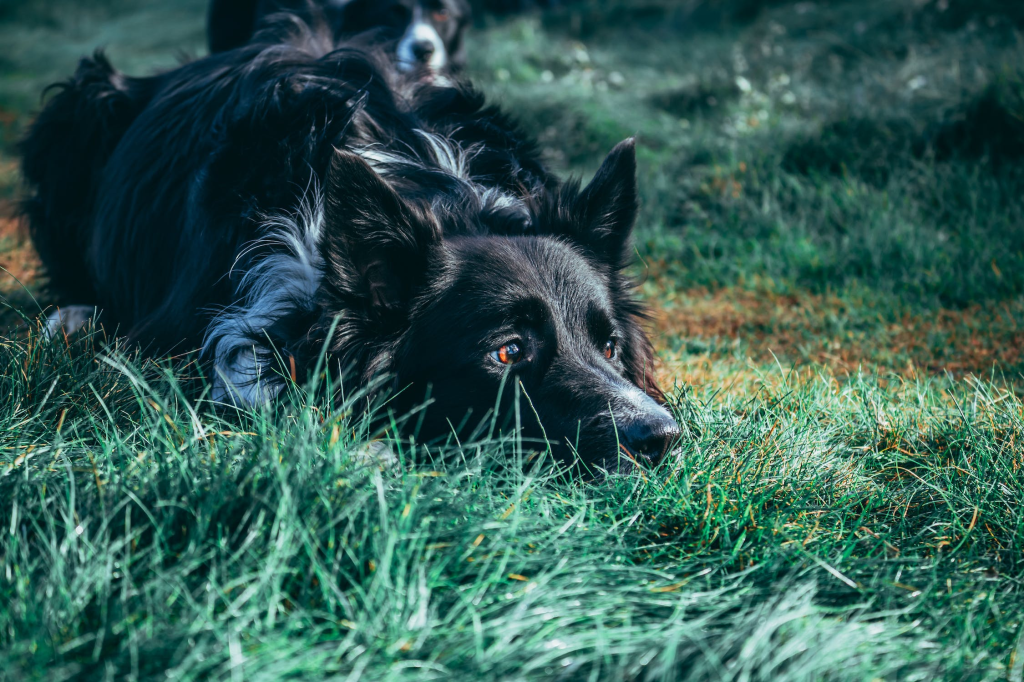 a dog in the grass