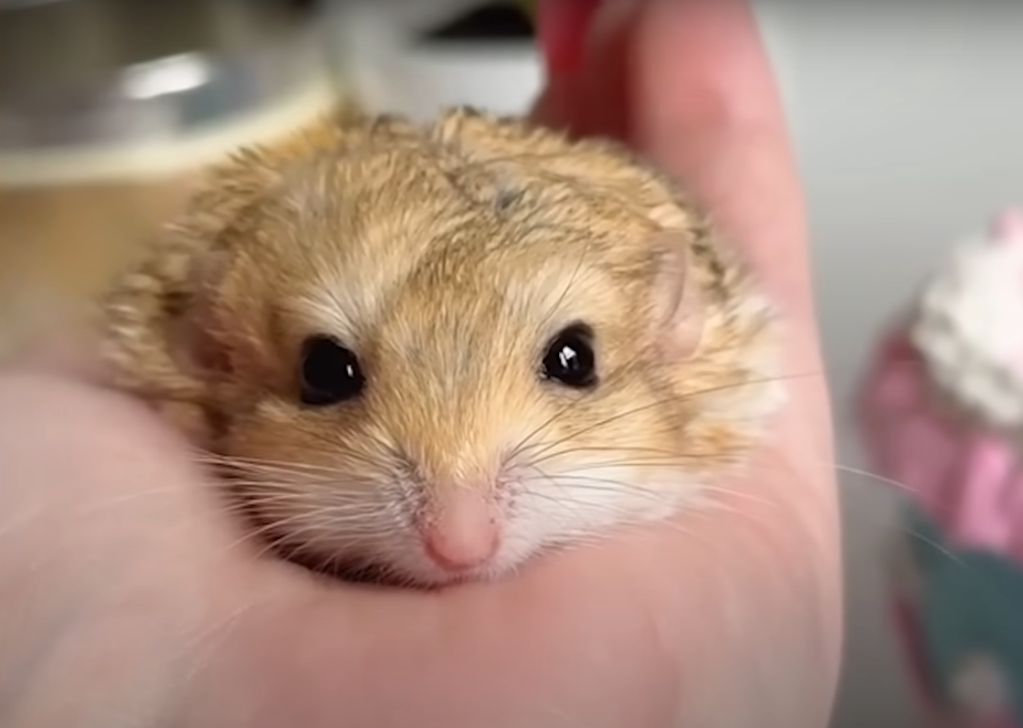 maru the gerbil