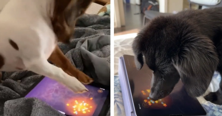 A two-photo collage. The first shows a brown and white dog on a bed, front paws in the air as he leaps to hit an iPad with a game on it. The second photo shows a black dachshund playing the same game, except he's playing calmly by gently touching the screen with his nose.