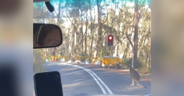 View from inside a car of a kangaroo standing on a road in Australia at a red light.
