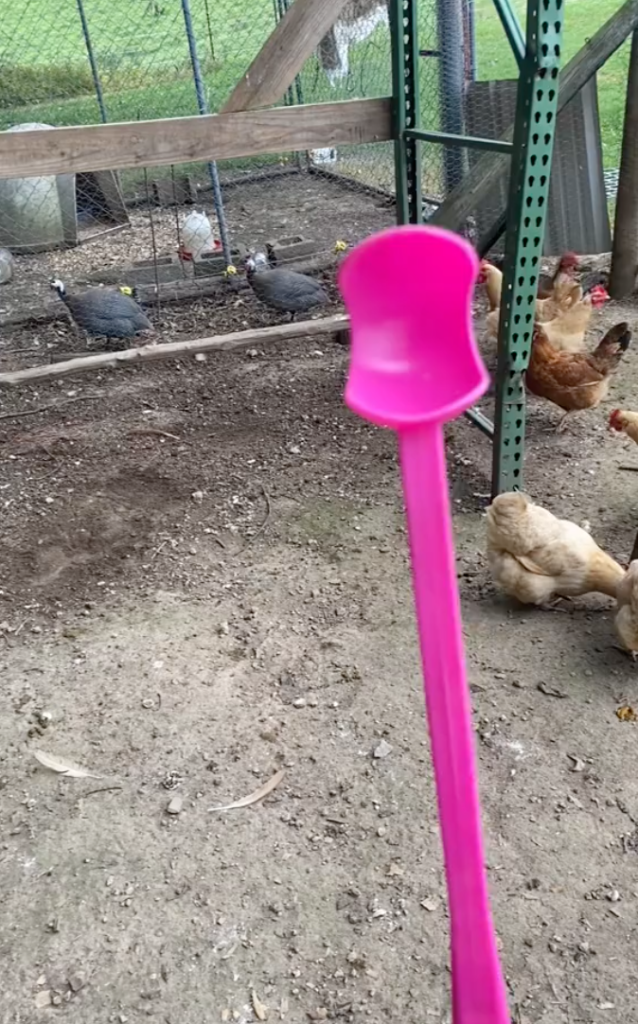 chicken farmer with tennis ball launcher