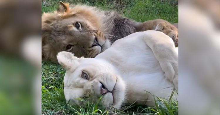 These lions are making people envious!