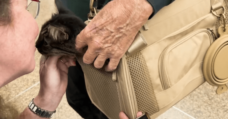 cat poking his head out of a carrier