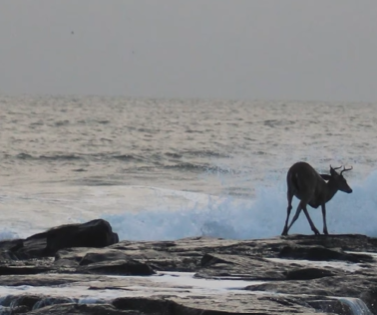Closer view of a deer stuck on a jetty in the ocean, as taken by Adrienne Tully.
