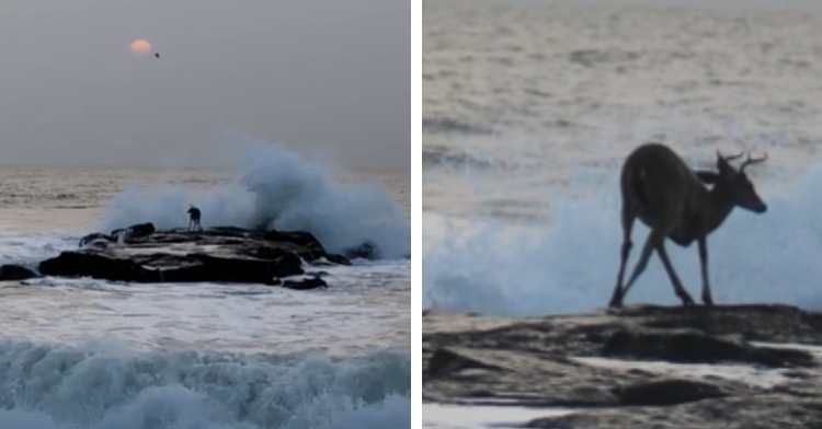 A two-photo collage. The first shows a view from a distance of a deer stuck out on a jetty. The second photo shows a closer view of that same deer stuck on a jetty in the ocean. Both images were taken by Adrienne Tully.