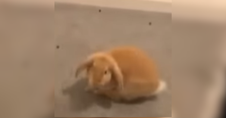 orange bunny in middle of floor
