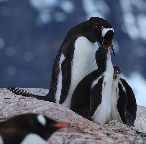 An adult penguin feeding babies