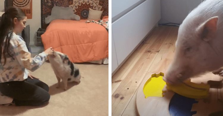 pig sitting and pig solving puzzle