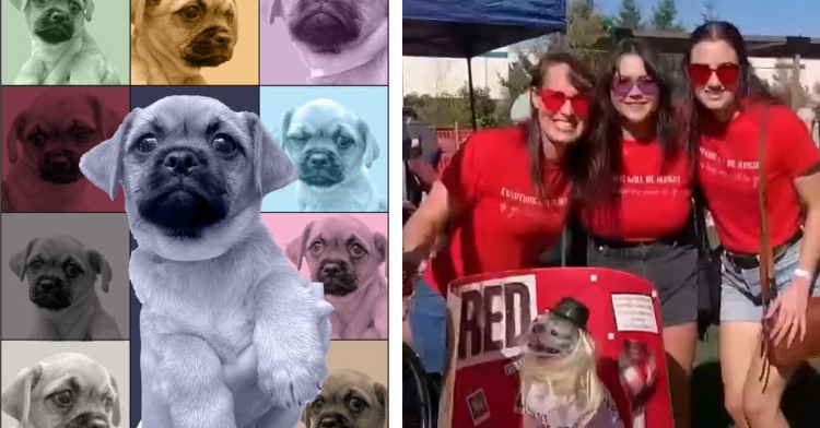 A two-photo collage. The first is of a poster made to look like Taylor Swift's Era Tour poster. Instead of Taylor Swift the various photos are of an adorable pug dog. The second photo shows three women smiling as they pose with a pug in a red wagon. The women and the dog's outfits are inspired by Taylor Swift's Red era. There is also a Red poster in the wagon.