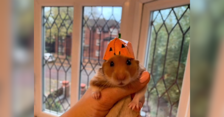 hamster wearing a pumpkin hat