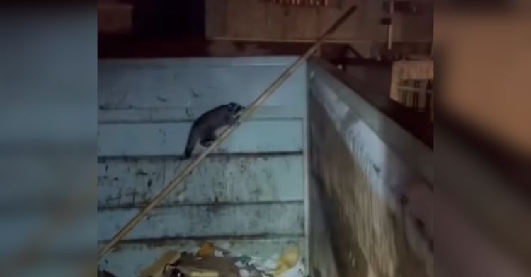 A raccoon had to be rescued from a dumpster.