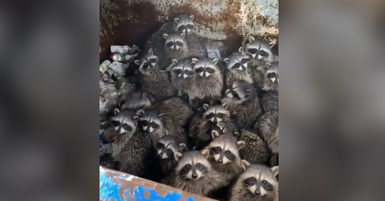 raccoons inside a trash container