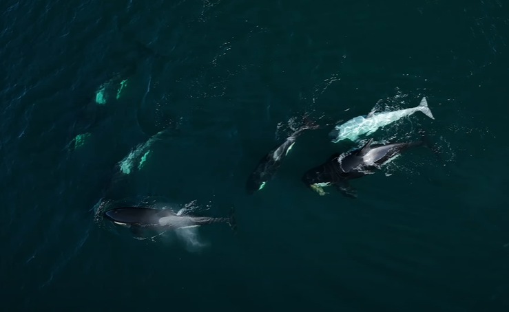 Whale watchers spotted a rare white orca.