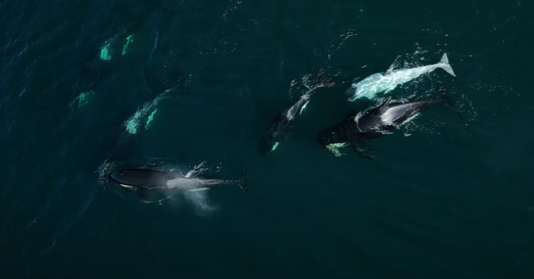 Whale watchers spotted a rare white orca.