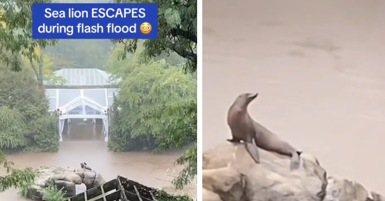 A two-photo collage. The first shows a view of Central Park Zoo flooded. The second photo shows a close up of a sea lion perched on rocks.