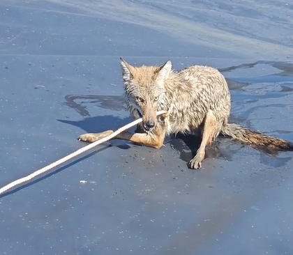 A three-legged coyote had to be rescued from a pond.