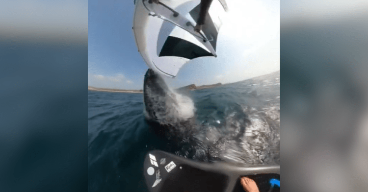 whale leaping out of water