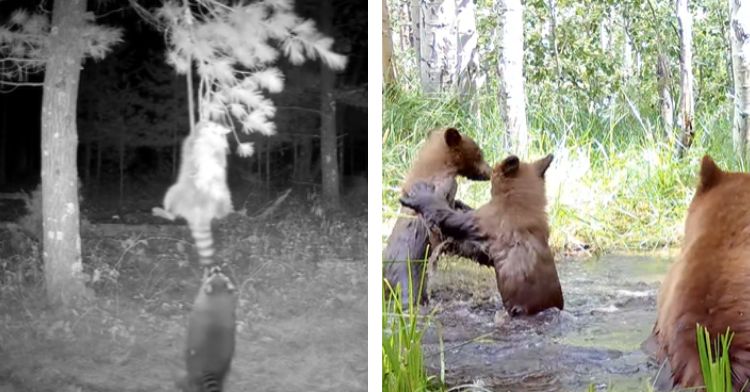 Wild animals do some hilarious things on camera.